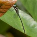 Eusynthemis nigra male-221166